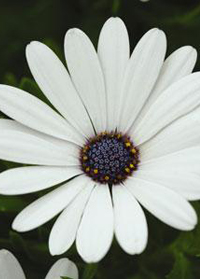 Osteospermum Serenity 'White'